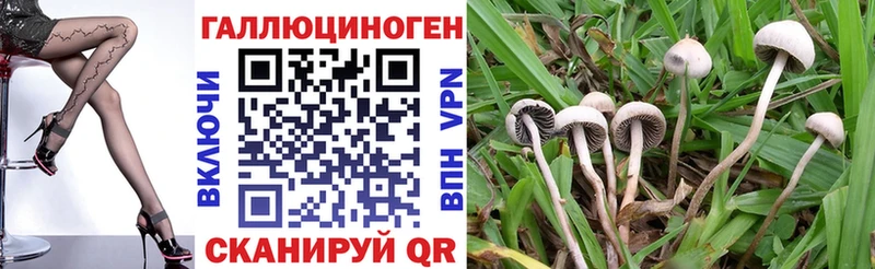 Галлюциногенные грибы Psilocybe  Малая Вишера 